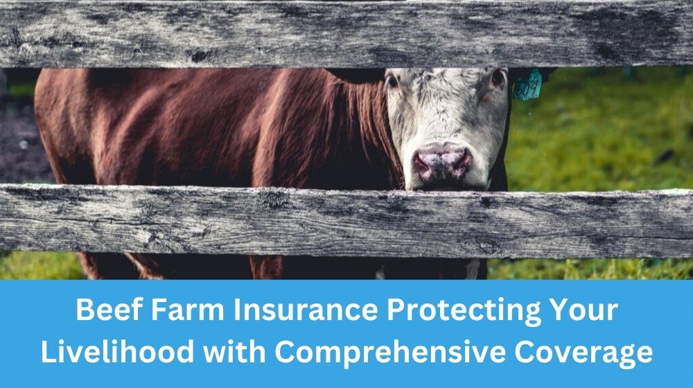 Beef Farm Insurance Protecting Your Livelihood with Comprehensive Coverage