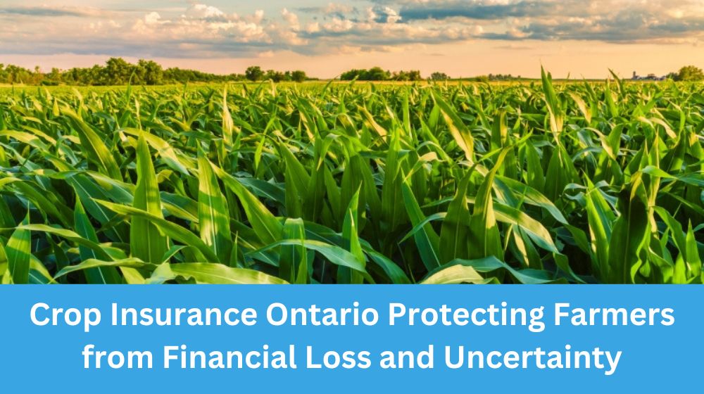 Crop Insurance Ontario Protecting Farmers from Financial Loss and Uncertainty