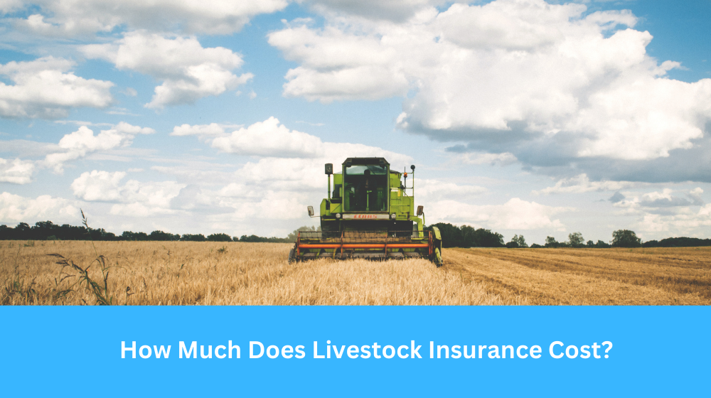 How Much Does Livestock Insurance Cost?