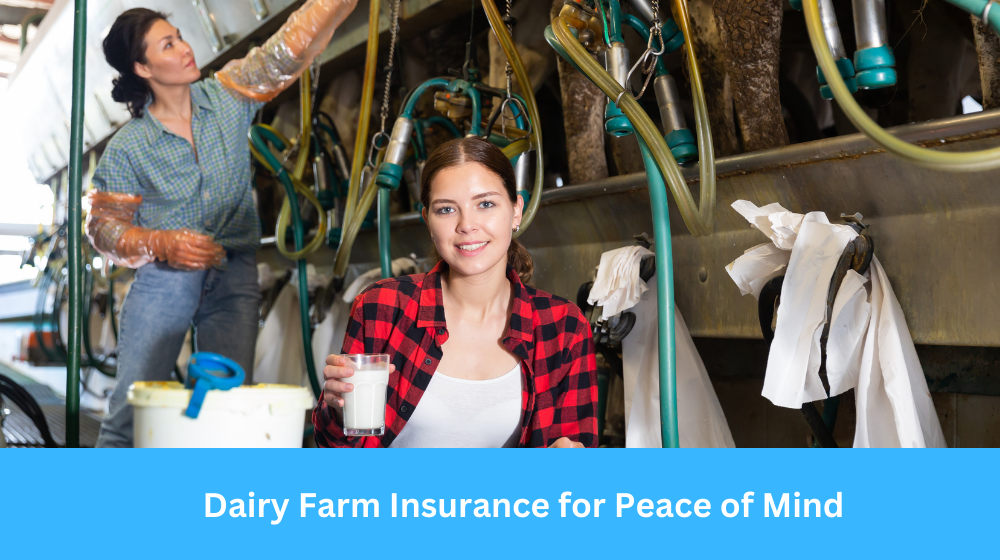 Dairy Farm Insurance for Peace of Mind