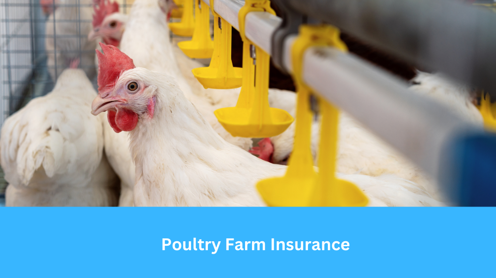 Poultry Farm Insurance
