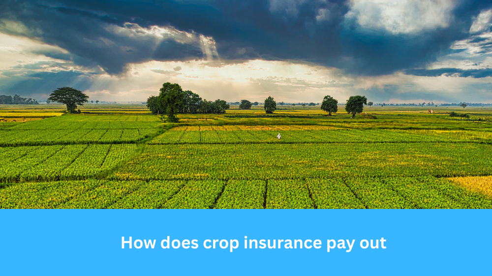how does crop insurance pay out