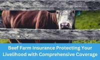 Beef Farm Insurance Protecting Your Livelihood with Comprehensive Coverage