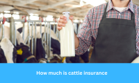 How Much is Cattle Insurance and What Factors Affect the Cost