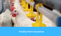 Poultry Farm Insurance: Essential Protection for Every Poultry Farmer