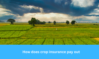 How Does Crop Insurance Pay Out A Farmer’s Lifeline in Tough Times